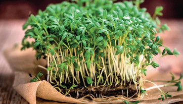 Микрозелень для кафе и дома от Microgreen